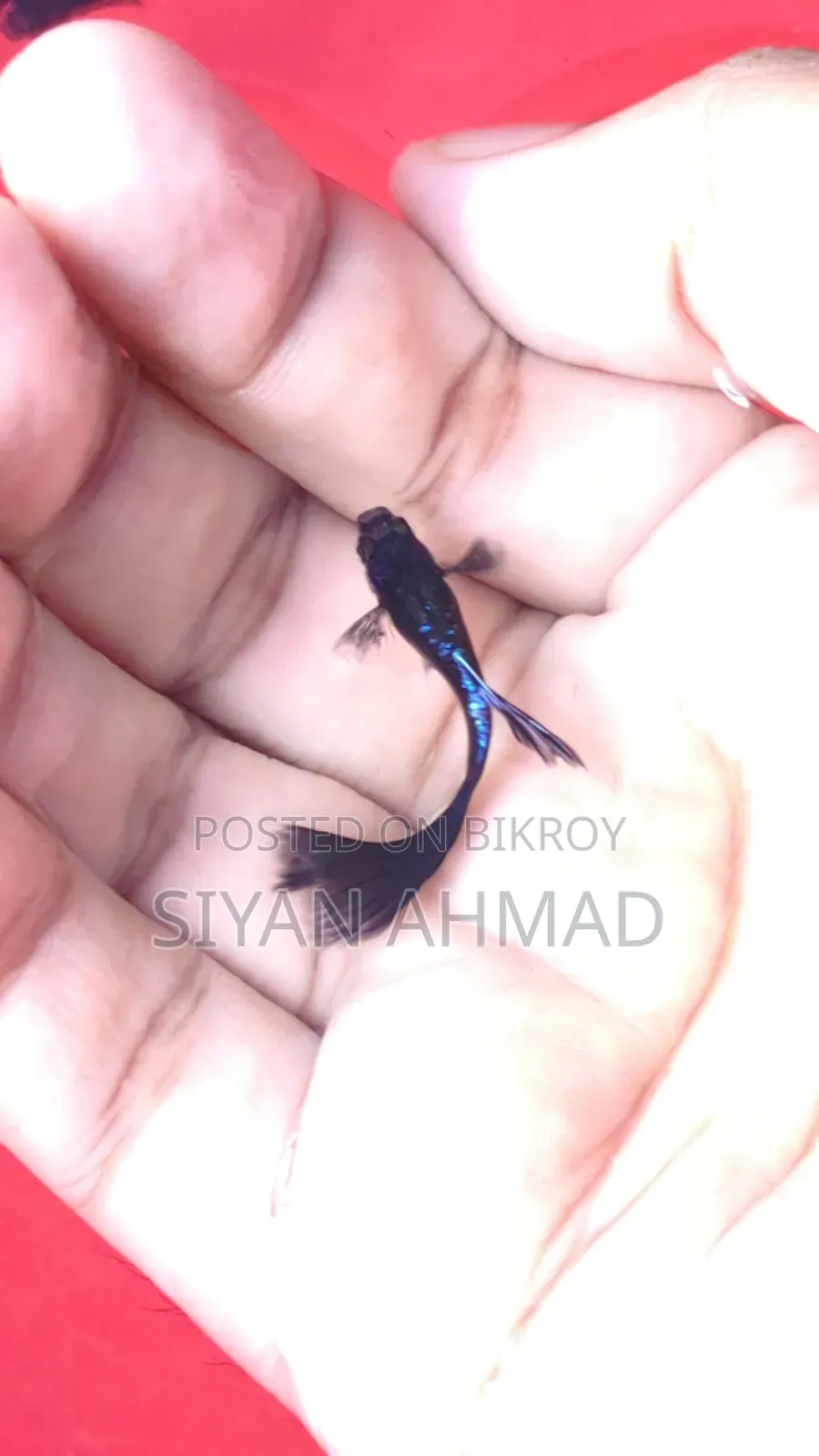 Loaded Blue Head Samurai