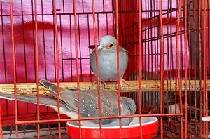 Grey Diamond Dove