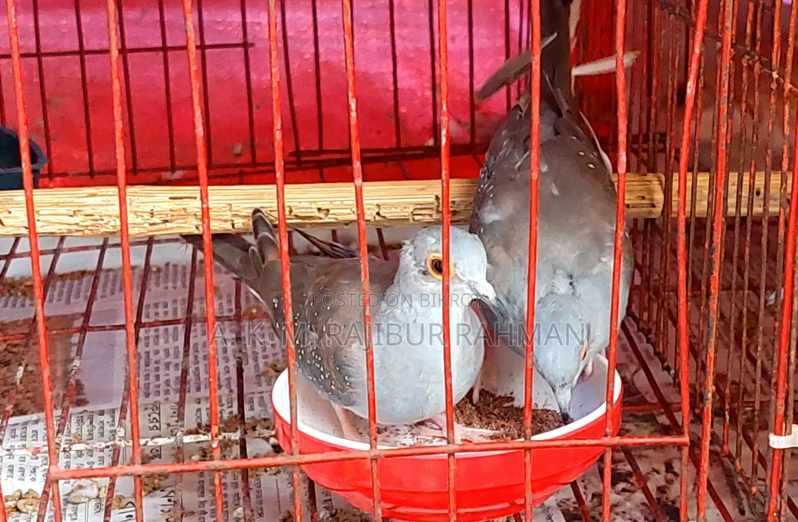 Grey Diamond Dove