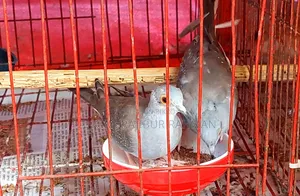Grey Diamond Dove