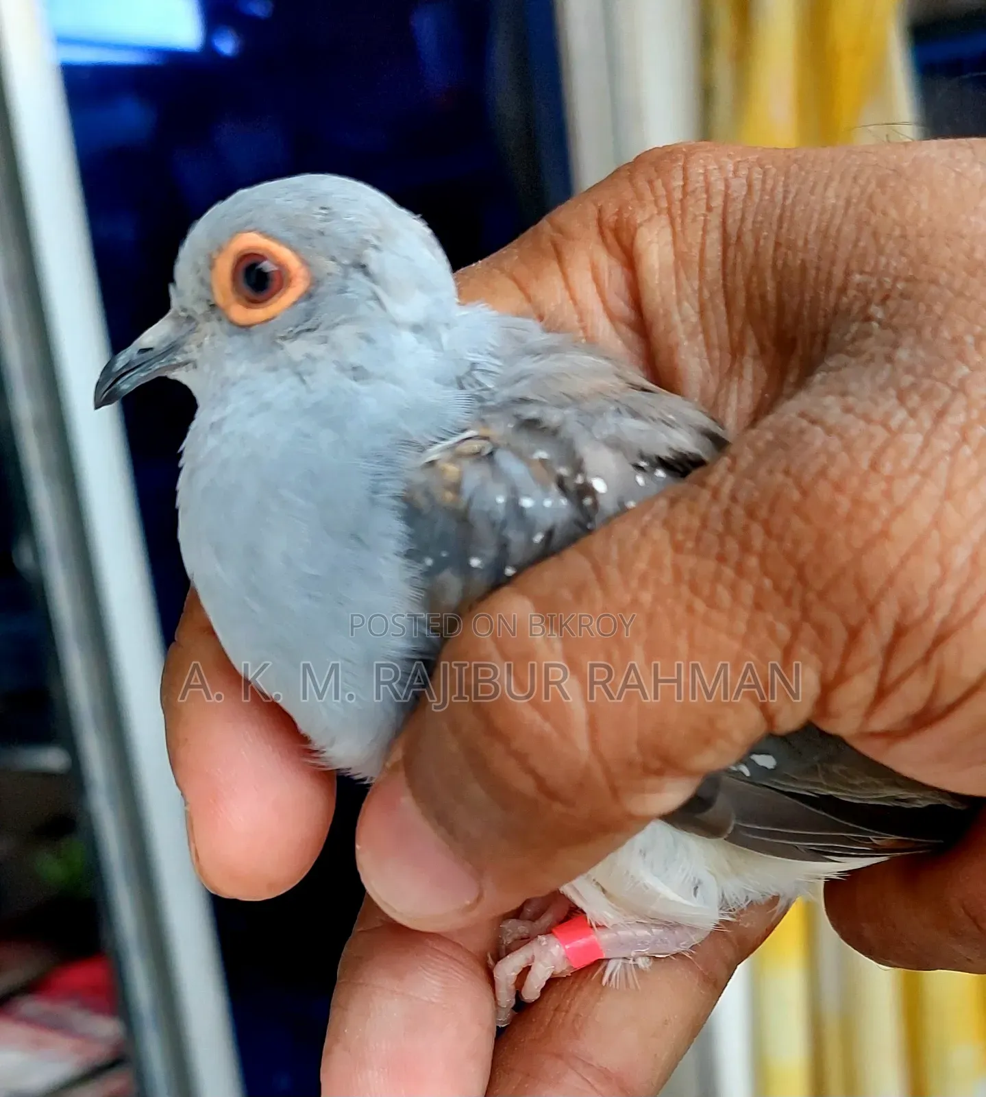 Grey Diamond Dove