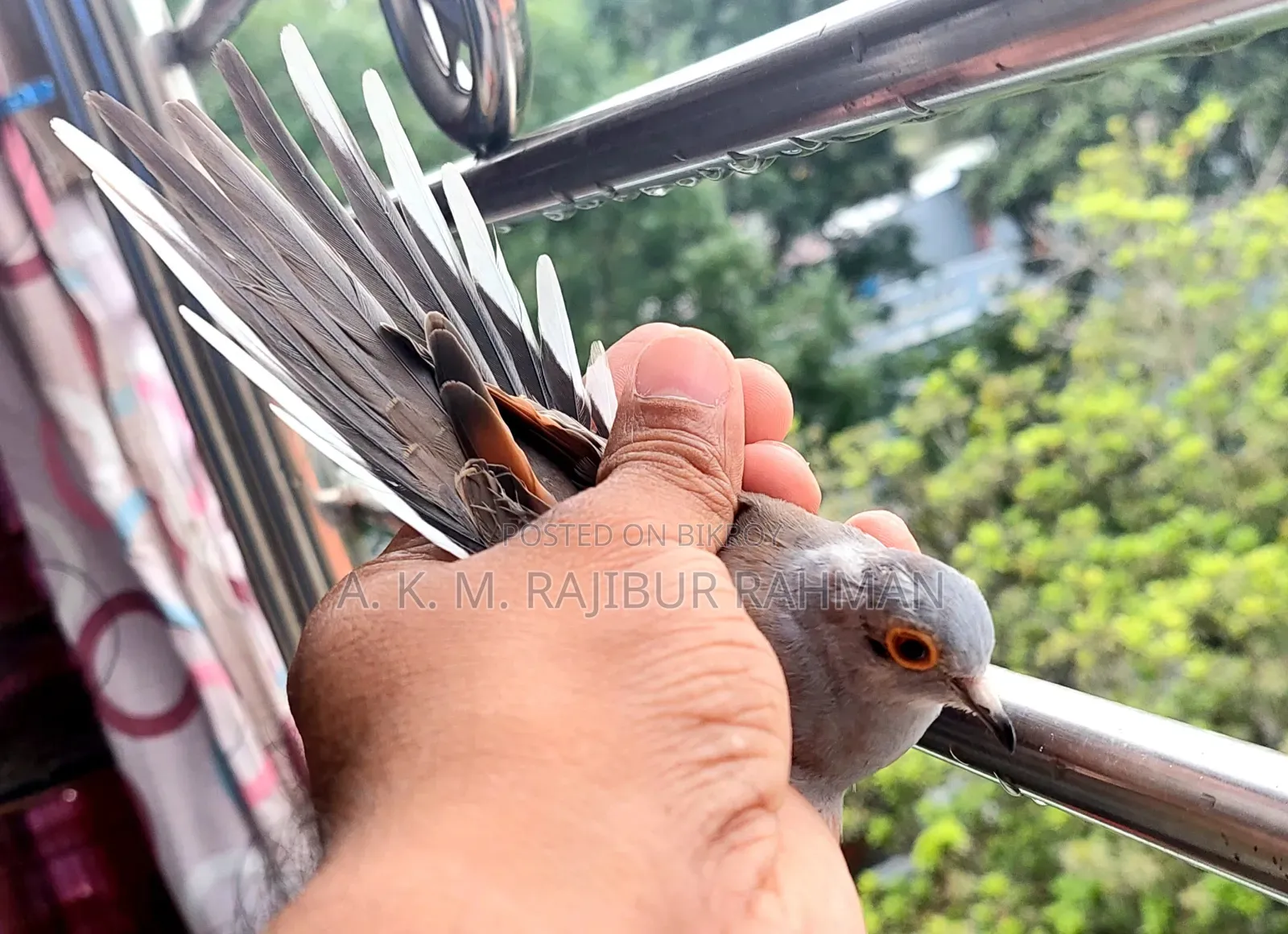 Grey Diamond Dove