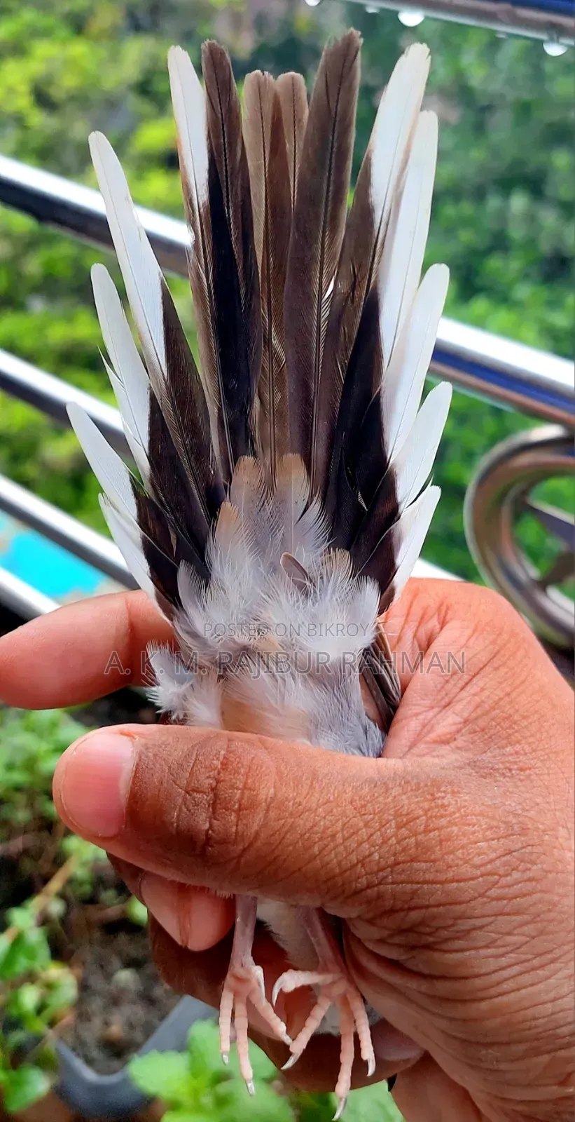 Grey Diamond Dove