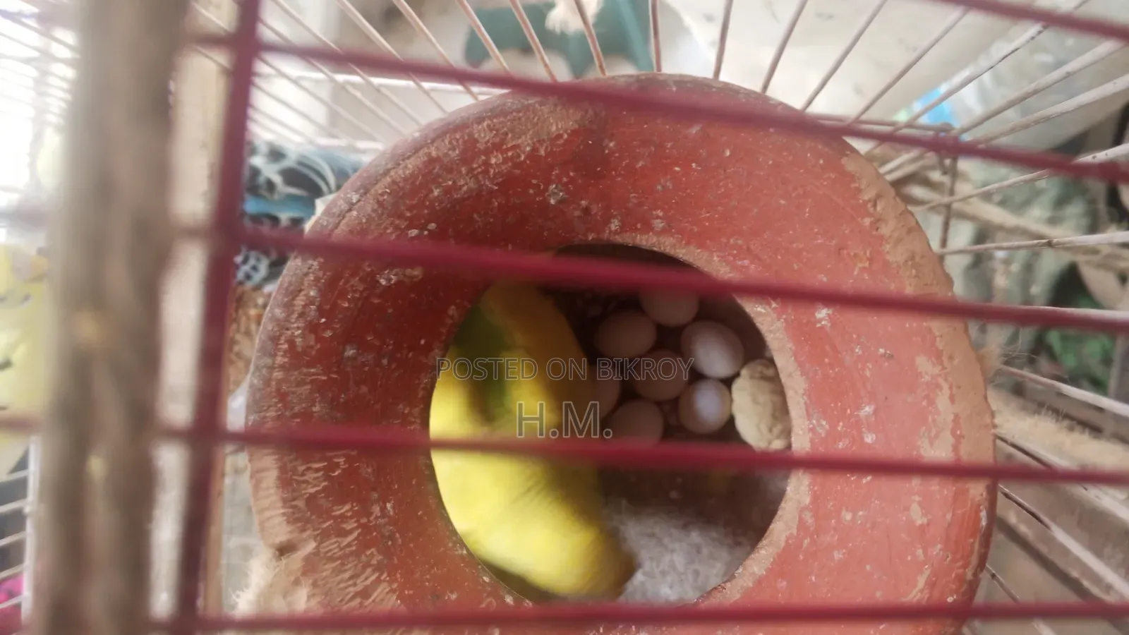 বাজিগর পাখি
