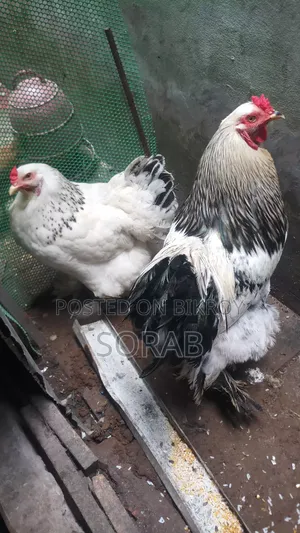 একজোড়া রানিং ডিমপাড়া ব্রাহামা মেল-ফিমেল বিক্রি করা হবে।