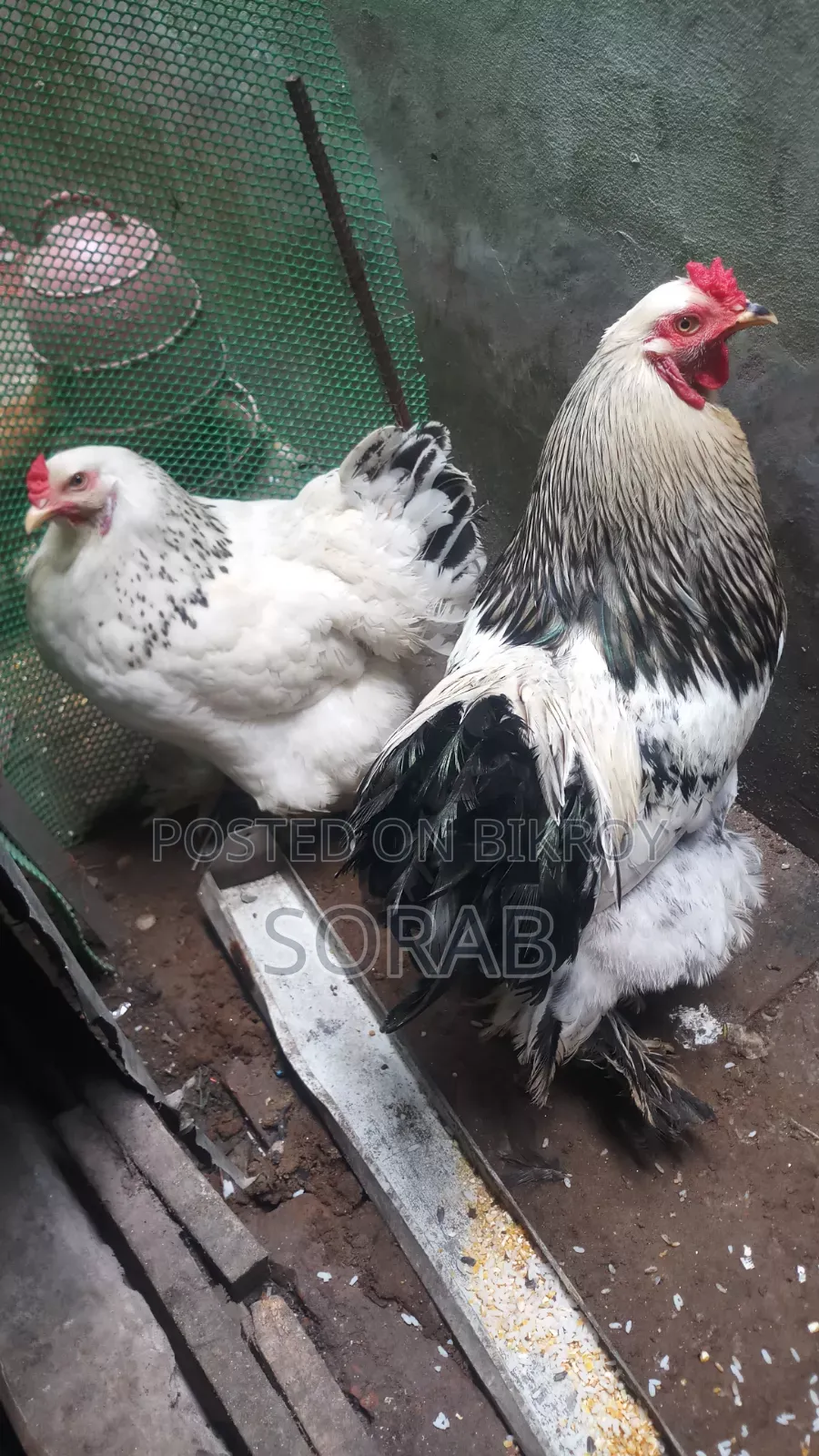 একজোড়া রানিং ডিমপাড়া ব্রাহামা মেল-ফিমেল বিক্রি করা হবে।