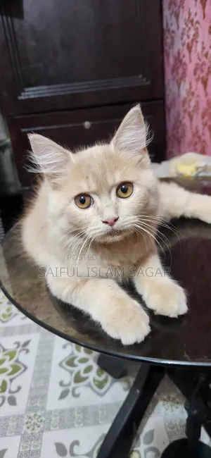 ১-৩ মাস বয়সী পুরুষ বিশুদ্ধ পার্সিয়ান বিড়াল