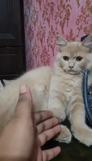 ১-৩ মাস বয়সী পুরুষ বিশুদ্ধ পার্সিয়ান বিড়াল