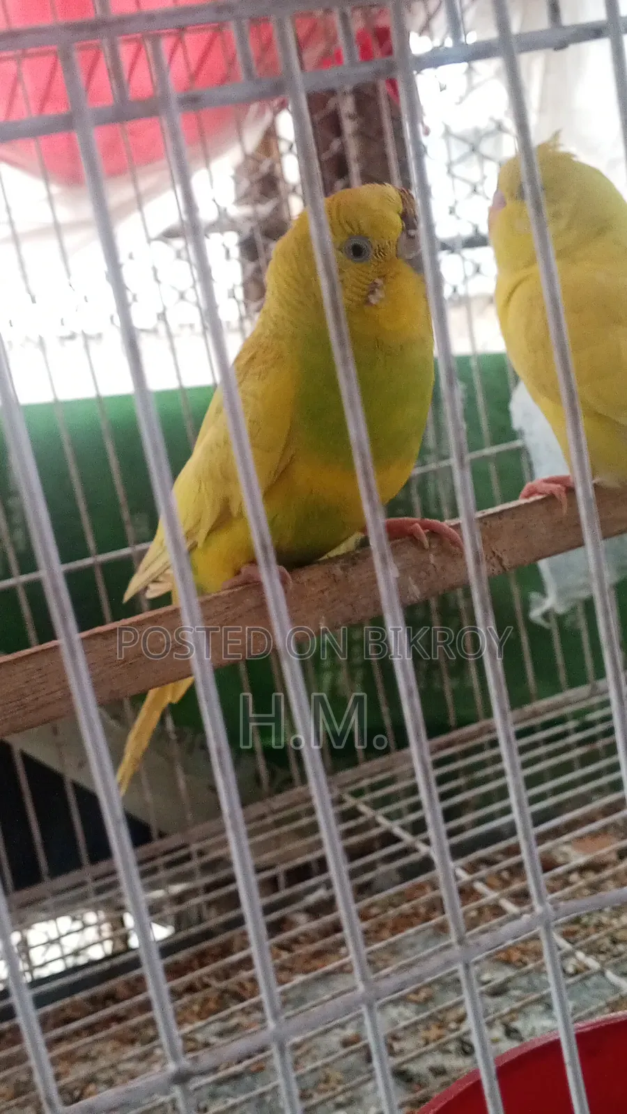 বাজিগর পাখি