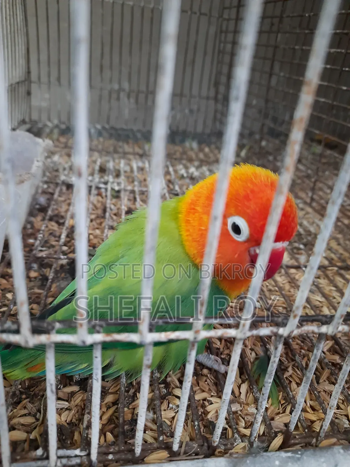 Lovebird for Sale