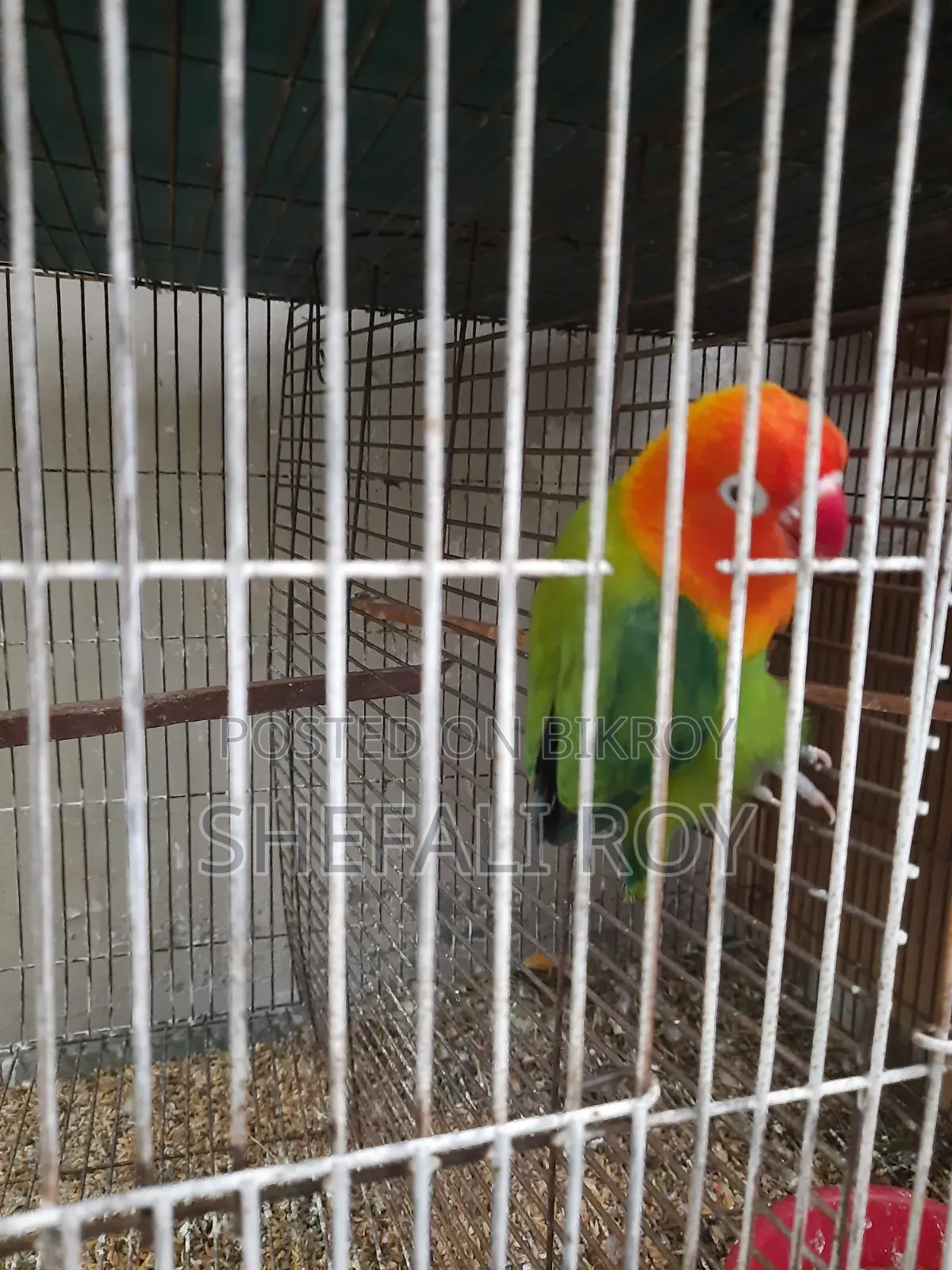 Lovebird for Sale