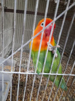 Lovebird for Sale