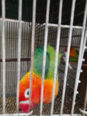 Lovebird for Sale