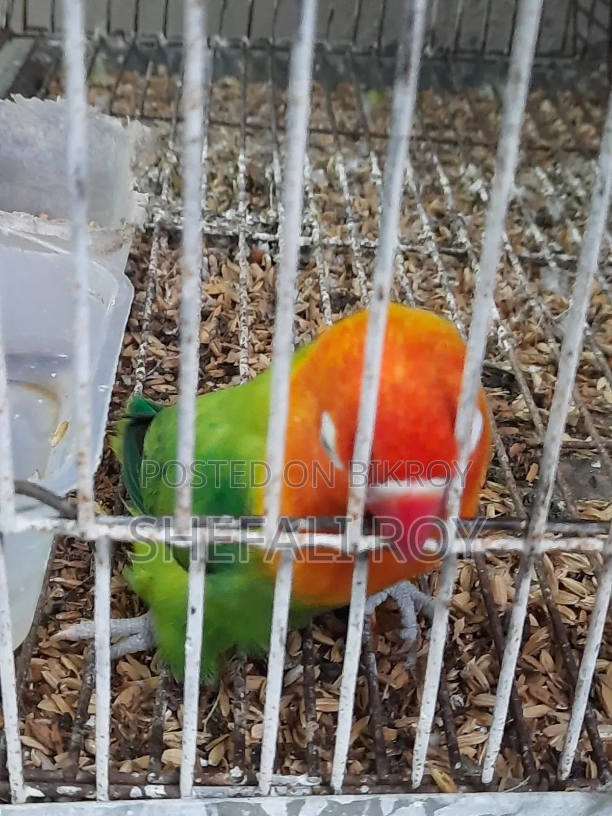Lovebird for Sale