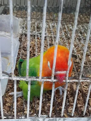 Lovebird for Sale