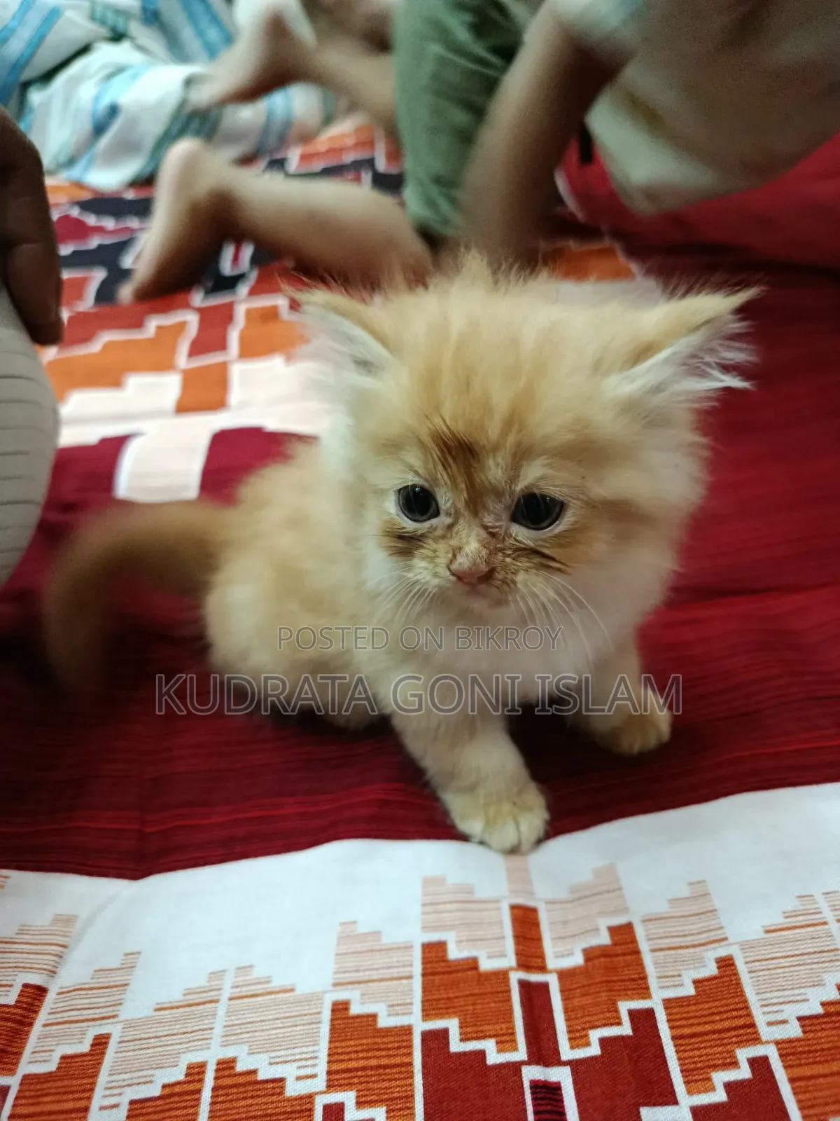 1-3 Months Male Purebred Persian