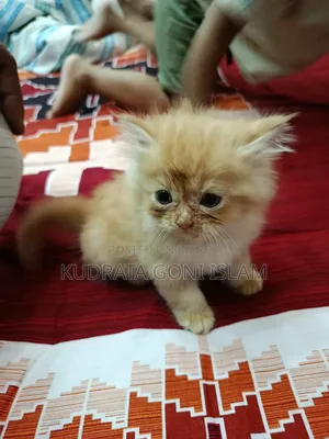 1-3 Months Male Purebred Persian