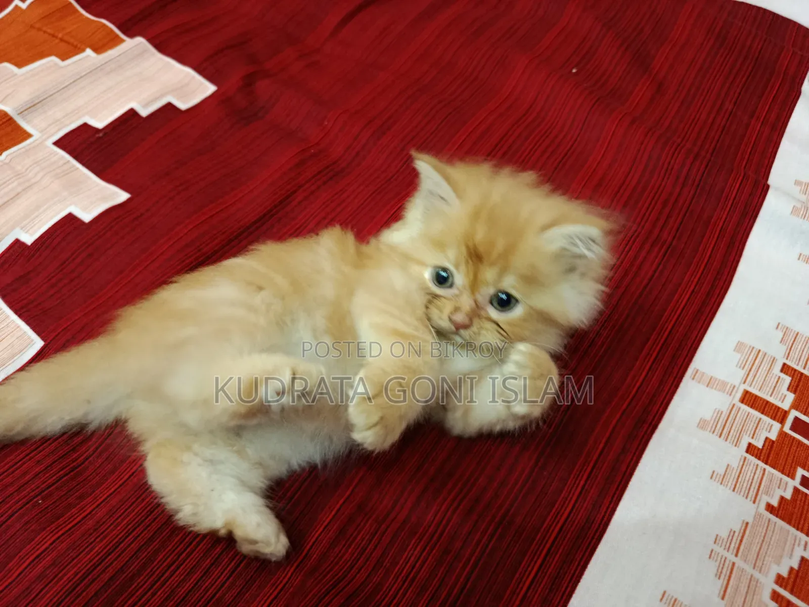 1-3 Months Male Purebred Persian