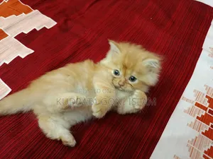 1-3 Months Male Purebred Persian