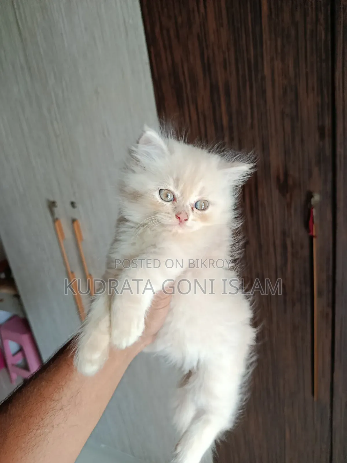 1-3 Months Male Purebred Persian