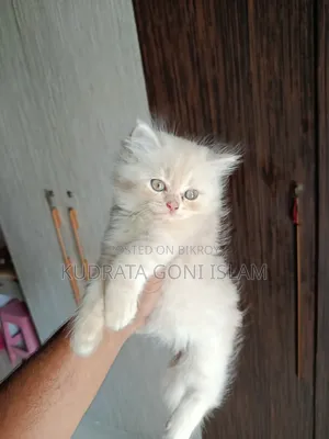 1-3 Months Male Purebred Persian
