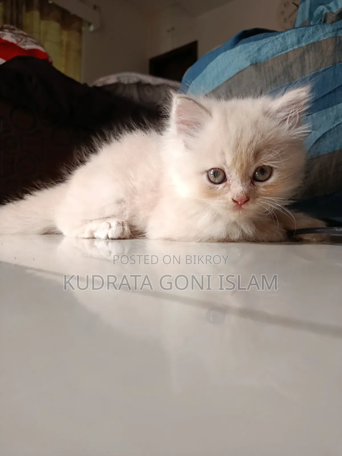 1-3 Months Male Purebred Persian