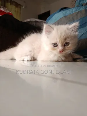 1-3 Months Male Purebred Persian