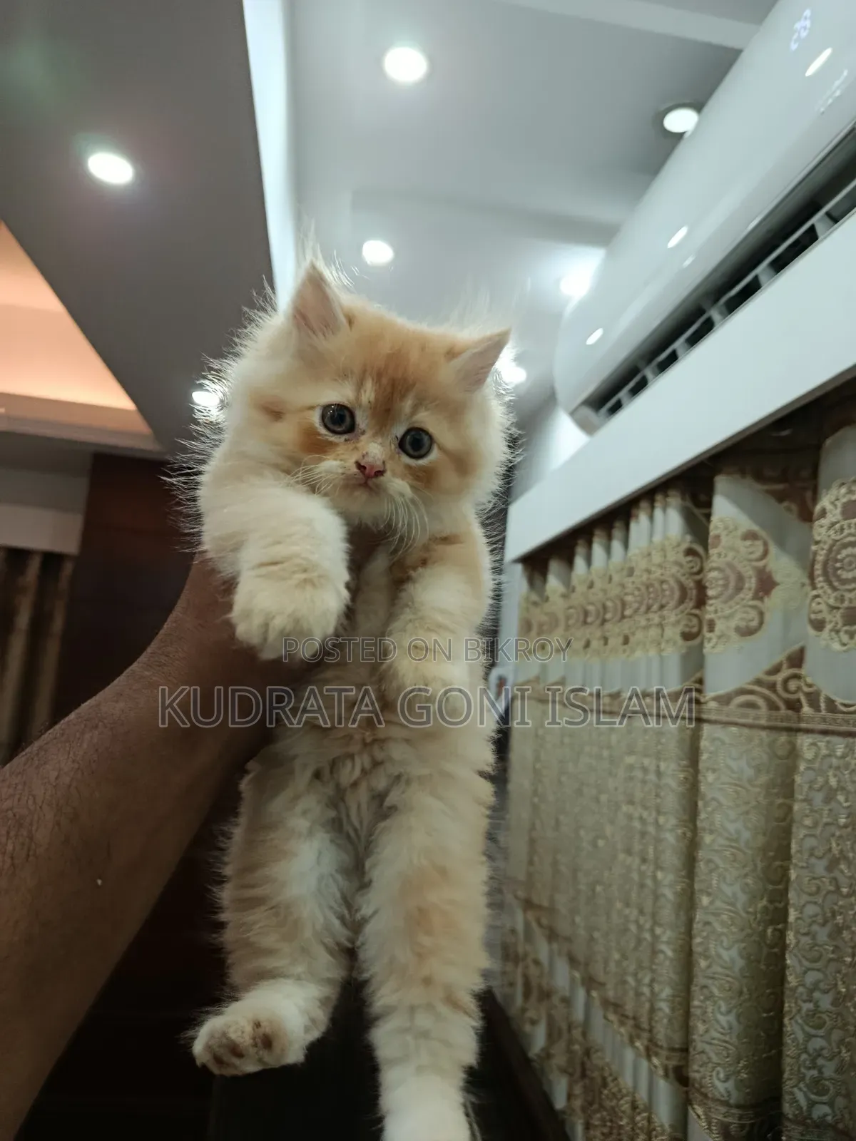 1-3 Months Male Purebred Persian