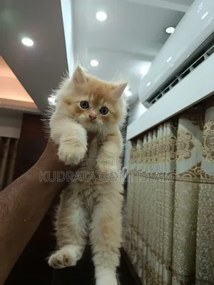 1-3 Months Male Purebred Persian