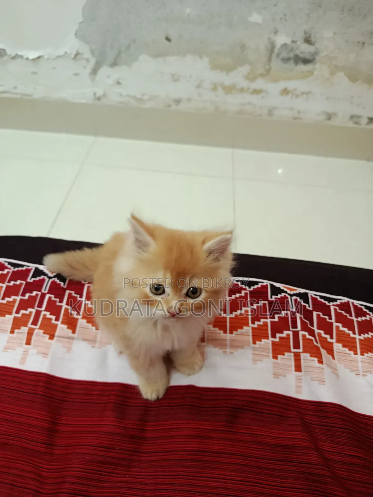 1-3 Months Male Purebred Persian