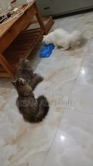 ১-৩ মাস বয়সী ফিমেল পিওরব্রেড পার্সিয়ান