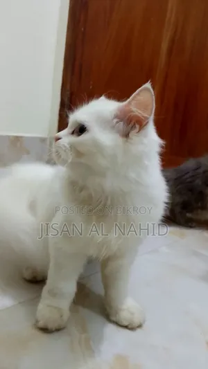 1-3 Months Female Purebred Persian
