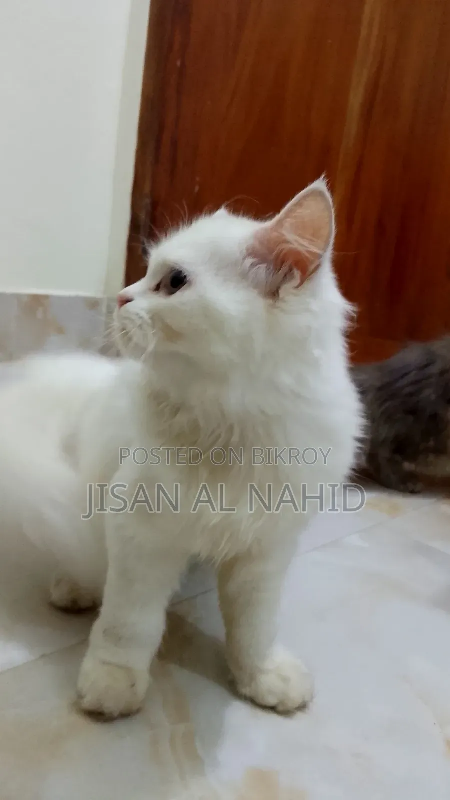 1-3 Months Female Purebred Persian