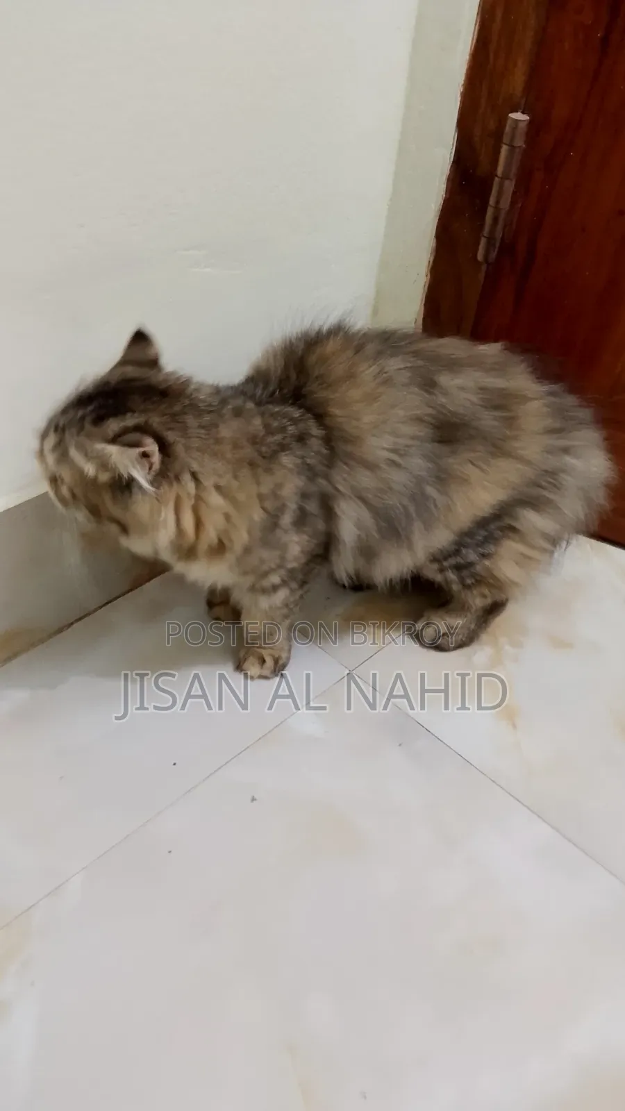 1-3 Months Female Purebred Persian