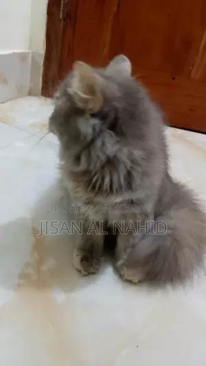 1-3 Months Female Purebred Persian