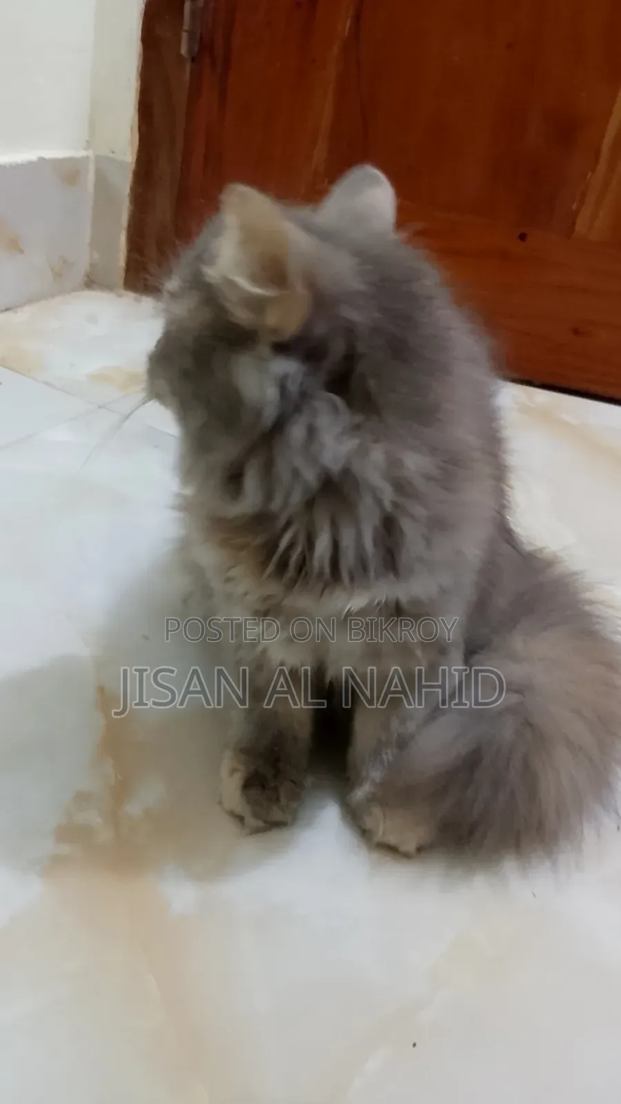 1-3 Months Female Purebred Persian