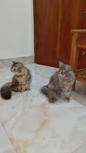 1-3 Months Female Purebred Persian