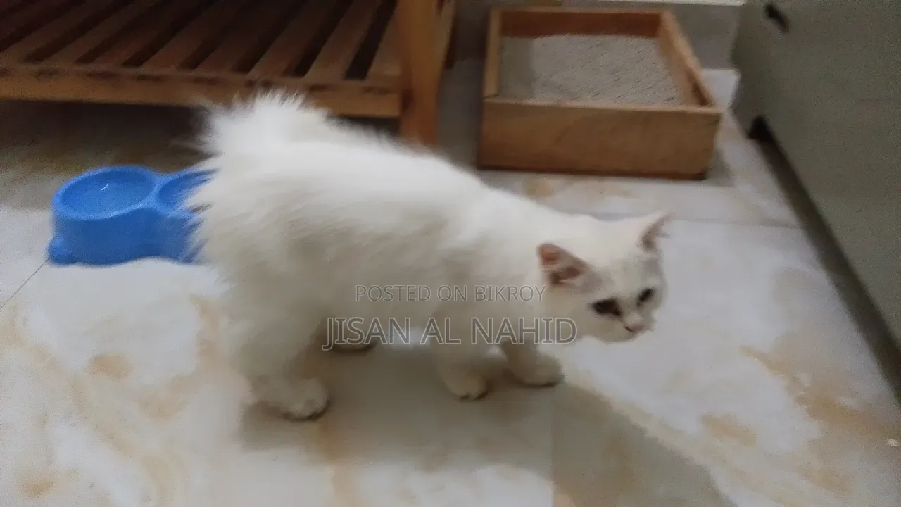 1-3 Months Female Purebred Persian