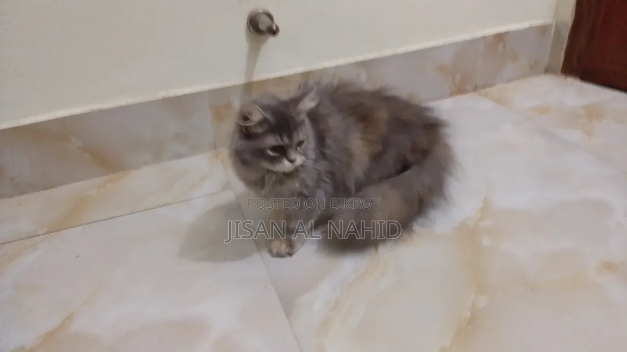 1-3 Months Female Purebred Persian