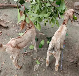Goat Baby ছাগলের বাচ্চা