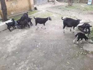 Goats for Sale (6 Kids and 2 Mother Goats)