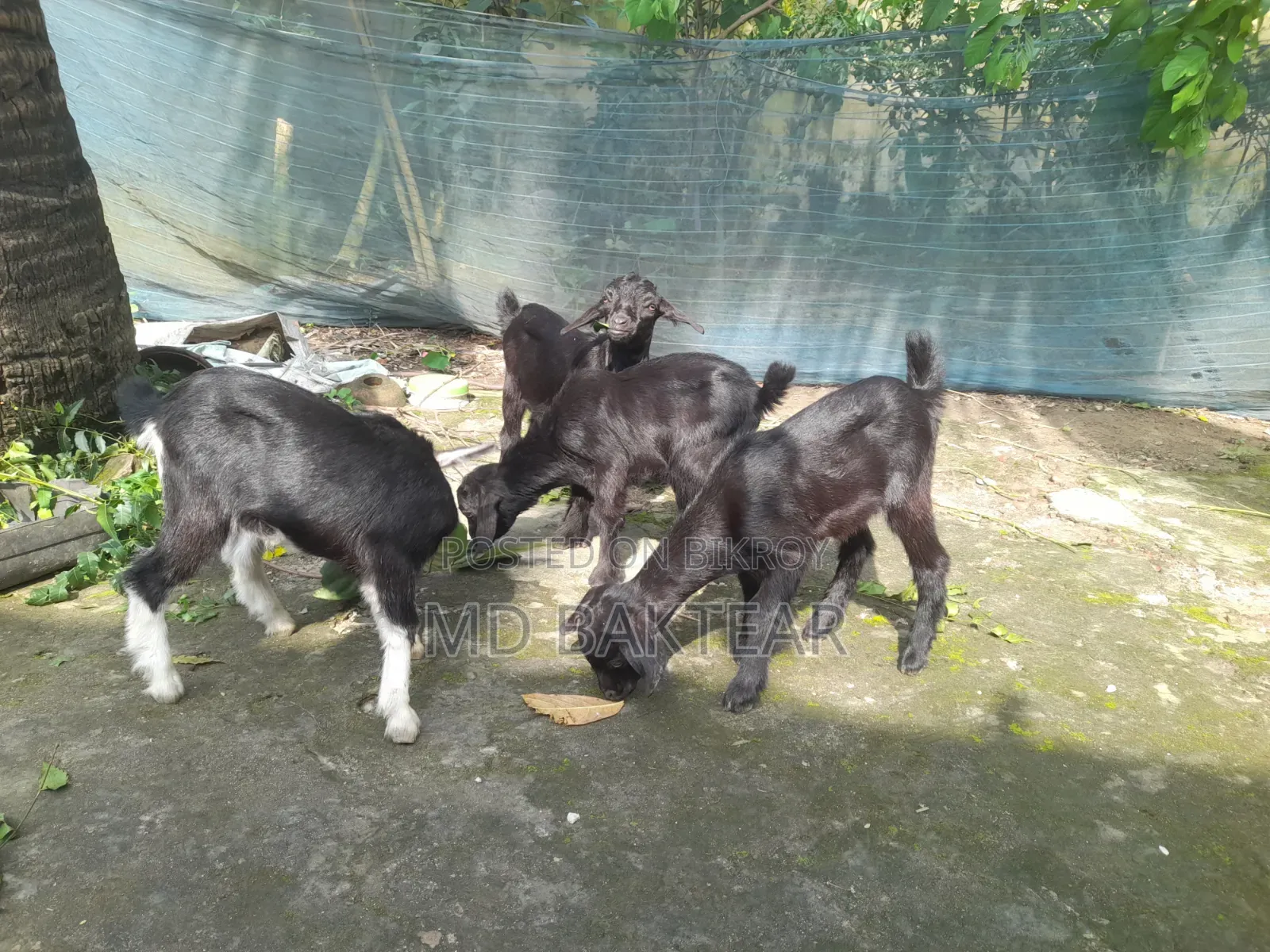 Goats for Sale (6 Kids and 2 Mother Goats)