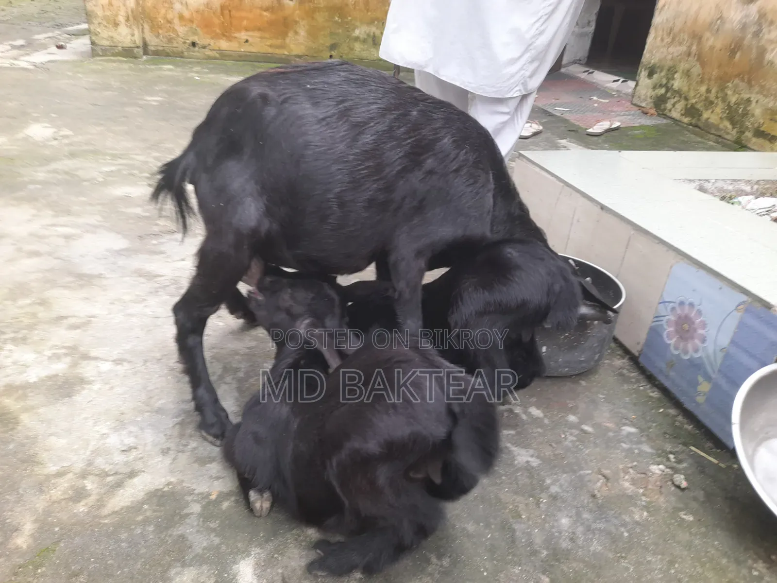 Goats for Sale (6 Kids and 2 Mother Goats)