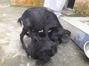 Goats for Sale (6 Kids and 2 Mother Goats)