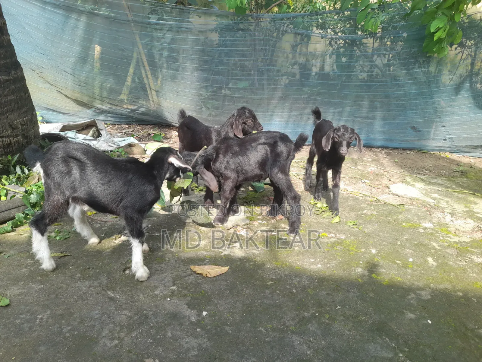 Goats for Sale (6 Kids and 2 Mother Goats)