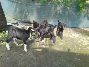 Goats for Sale (6 Kids and 2 Mother Goats)