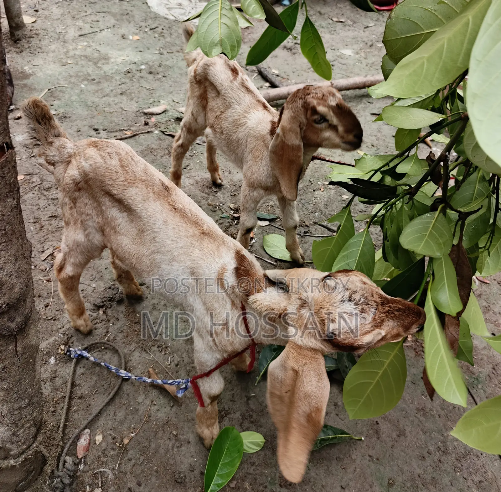 Goat Baby ছাগলের বাচ্চা