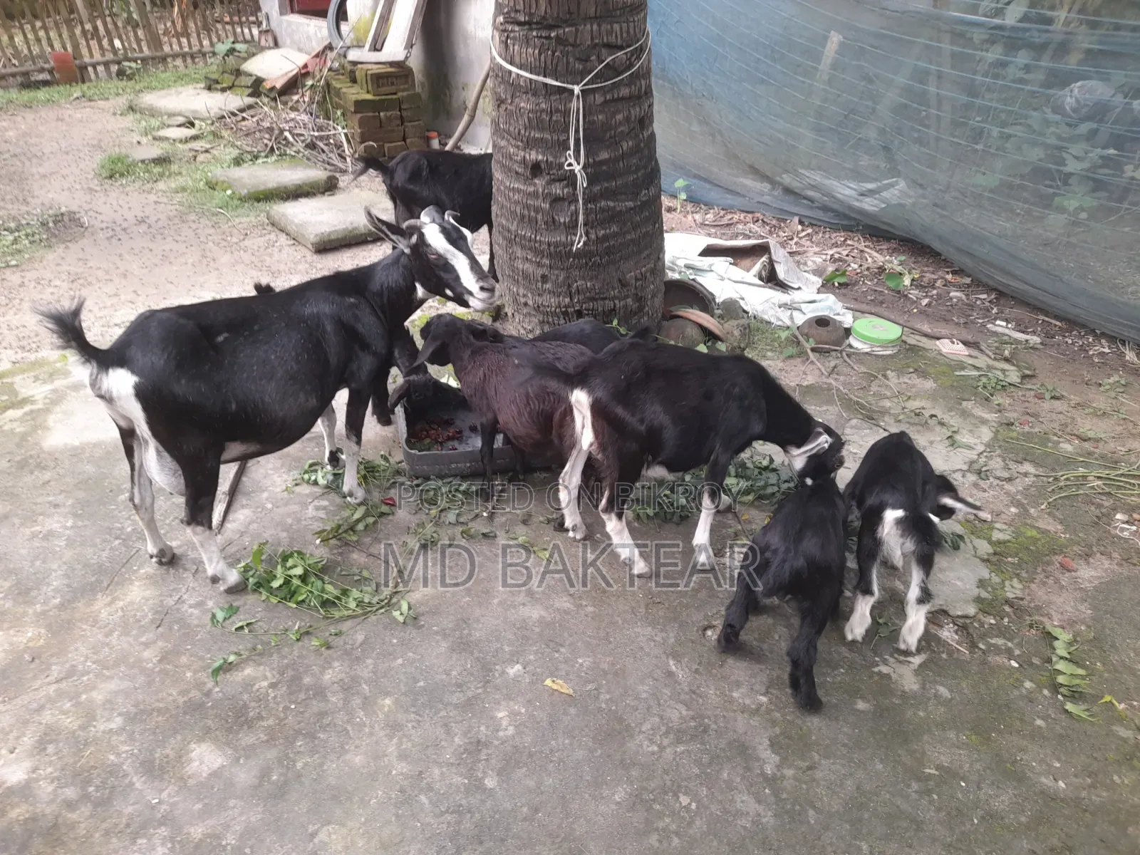 Goats for Sale (6 Kids and 2 Mother Goats)