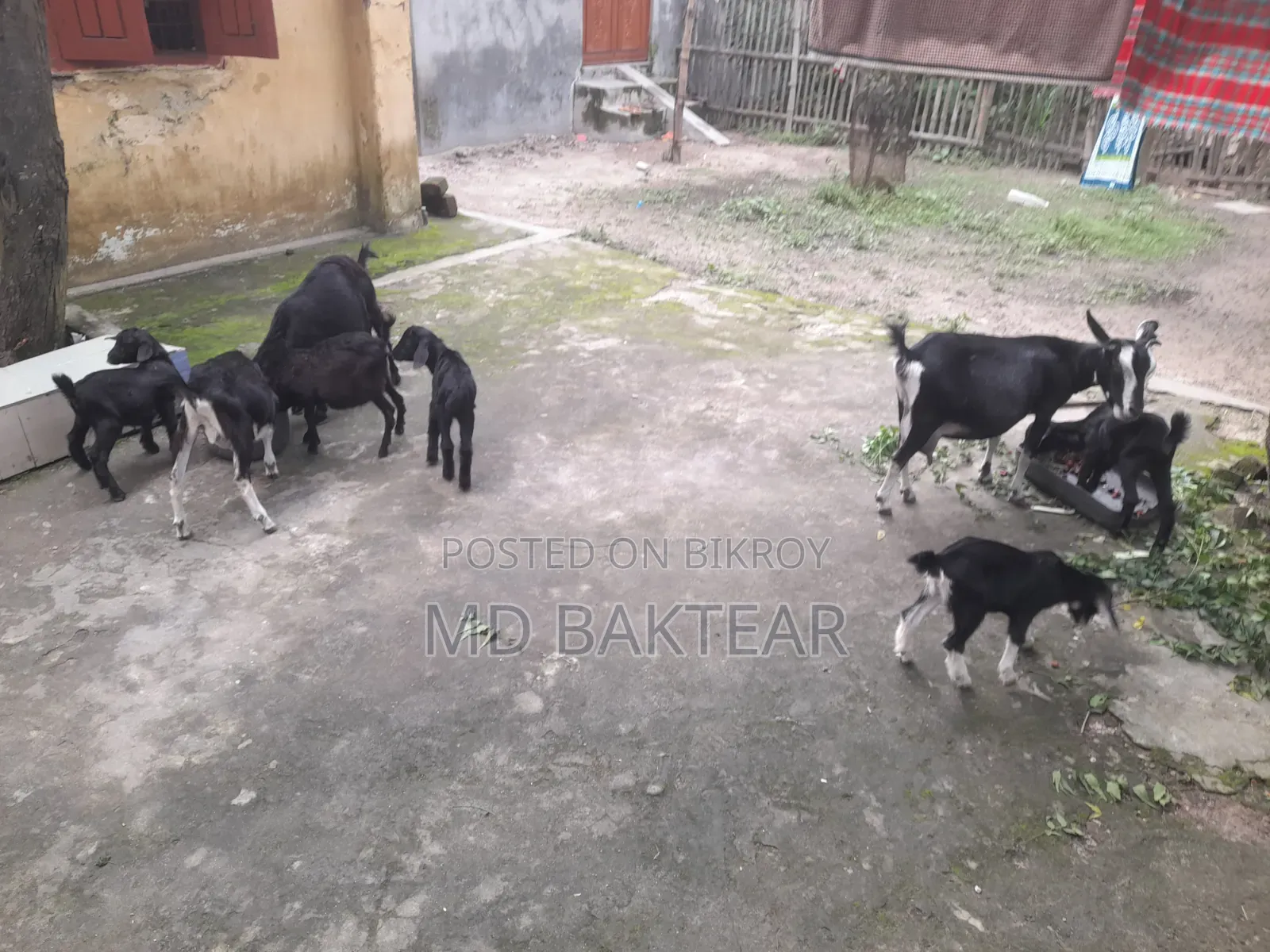 Goats for Sale (6 Kids and 2 Mother Goats)