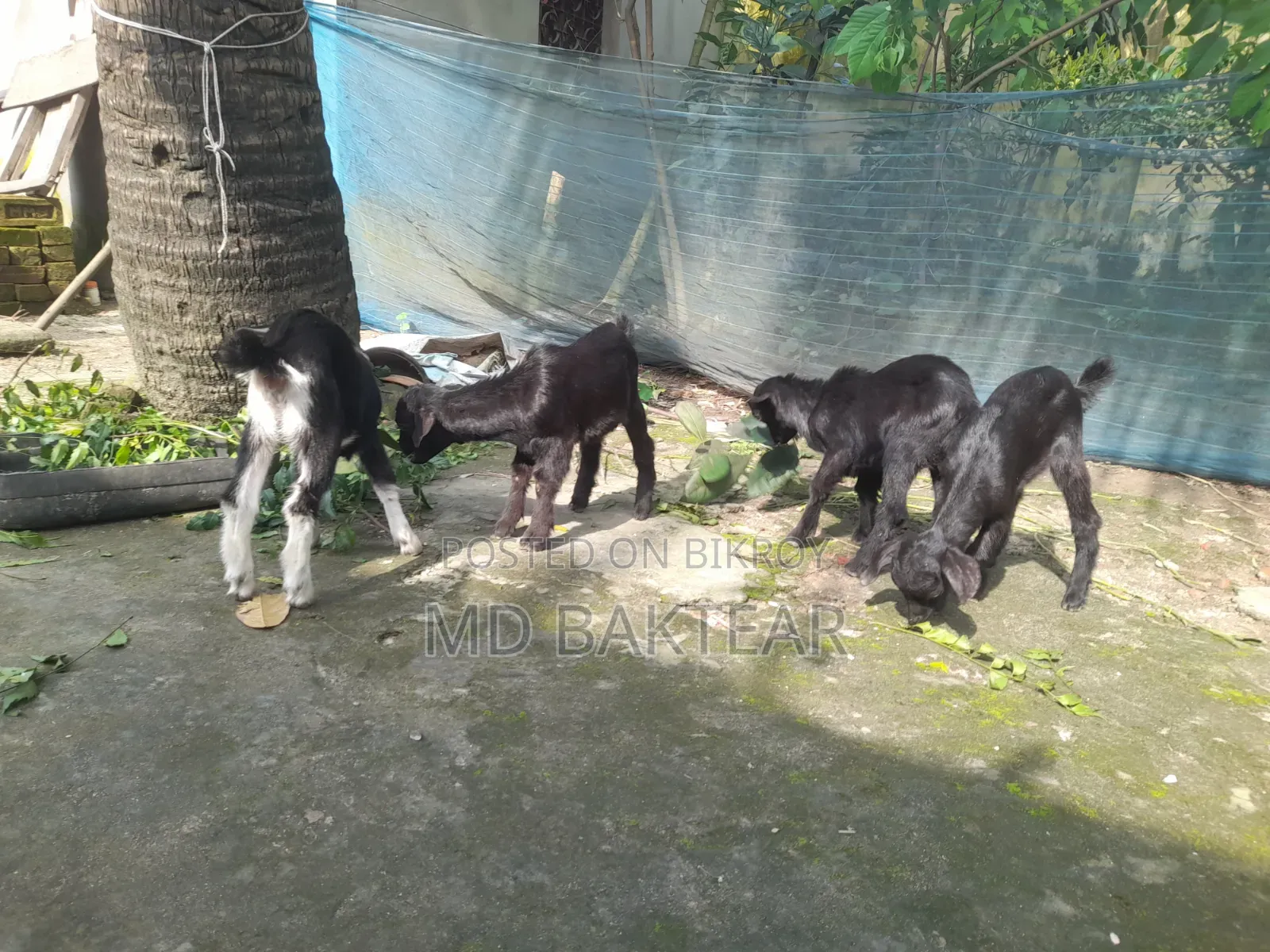 Goats for Sale (6 Kids and 2 Mother Goats)